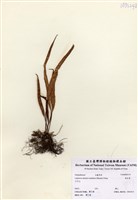 藏品(奧瓦葦)的圖片